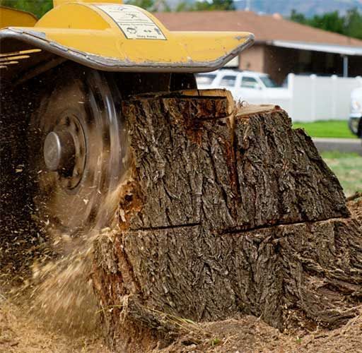 Stump Removal