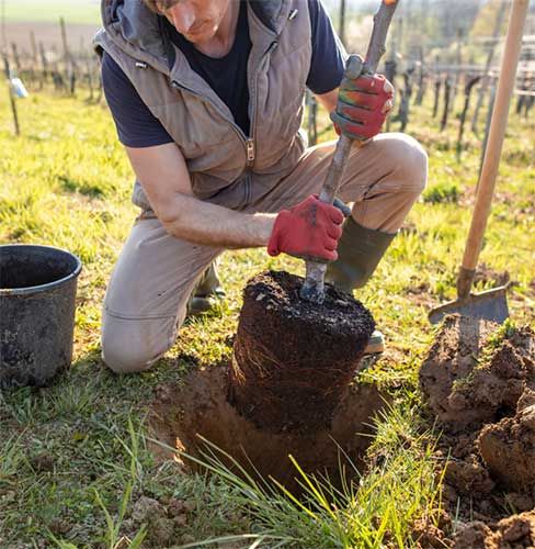 Tree Planting