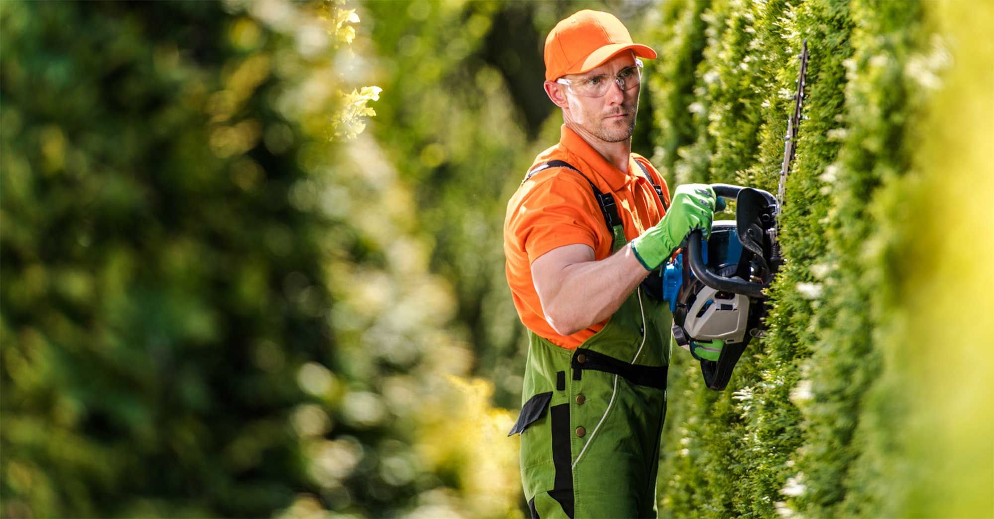 Hedge Trimming