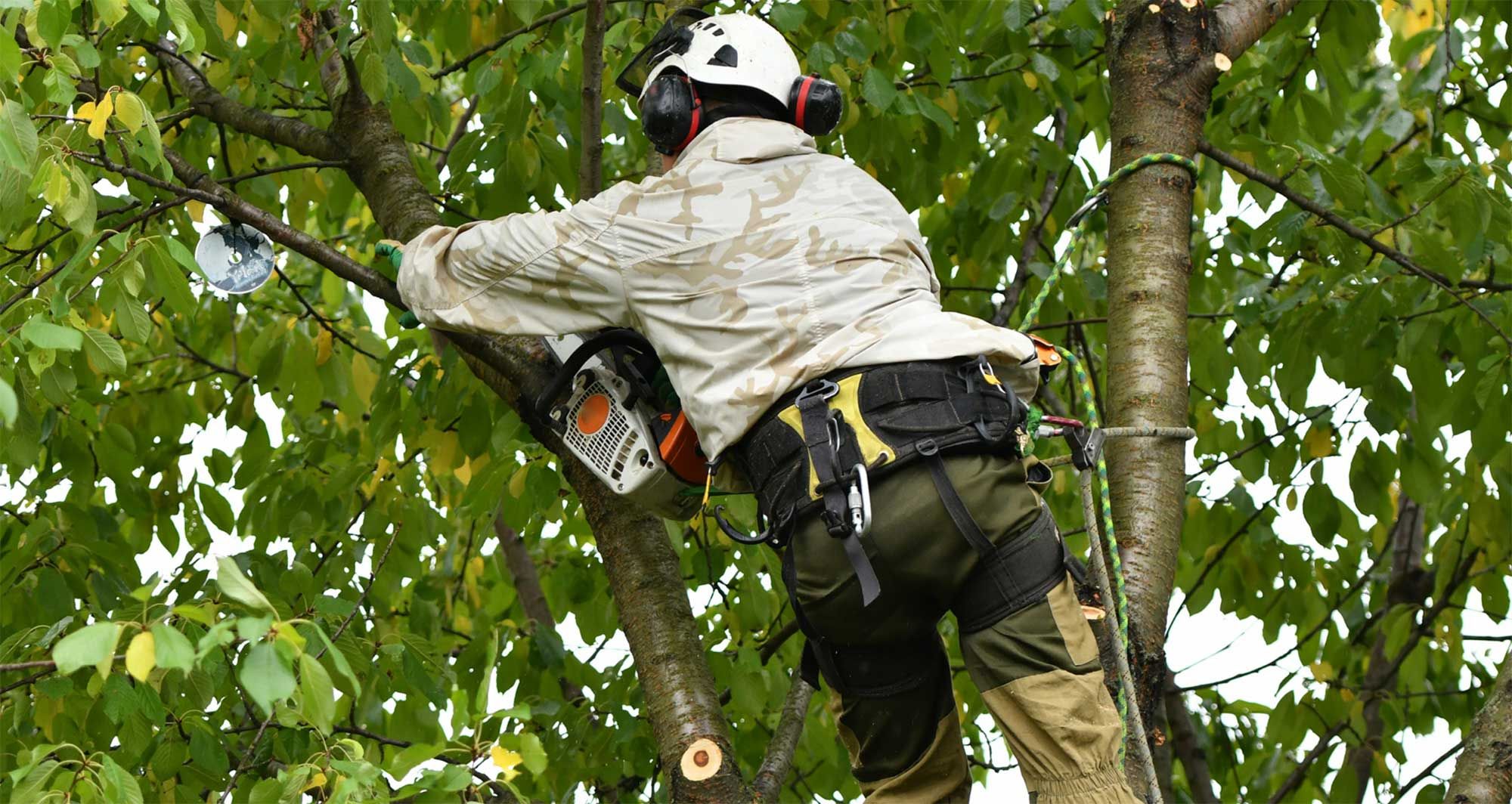 Tree Pruning