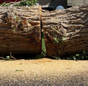 Tree Removal