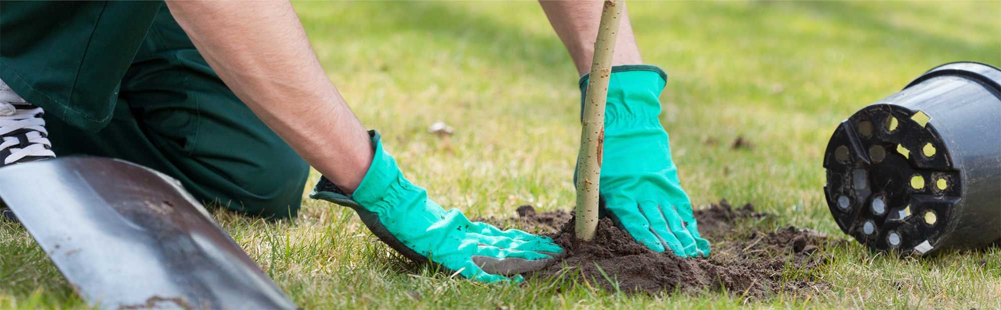 Tree Planting