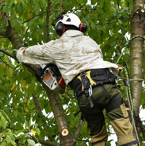 Tree Pruning