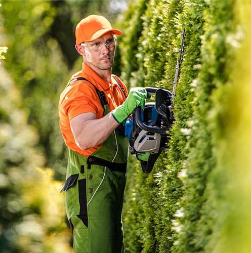 Hedge Trimming